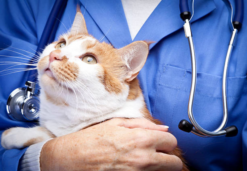 Exame de Sangue para Gatos Satélite - Exame de Sangue para Pet