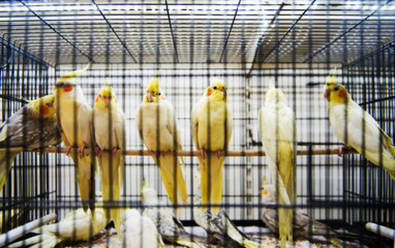Exame de Sexagem de Calopsita Jamaica - Sexagem em Aves