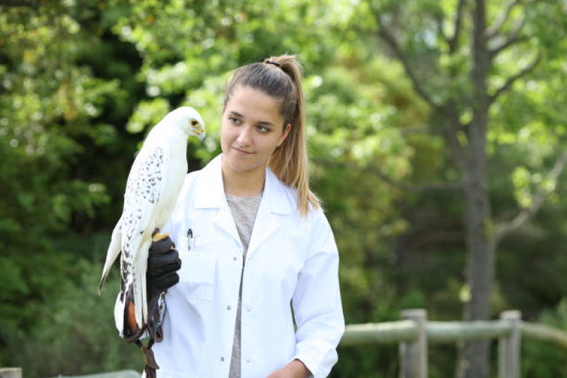 Exame de Sexagem de Pássaros Nova Itanhaém - Sexagem de Aves por Dna