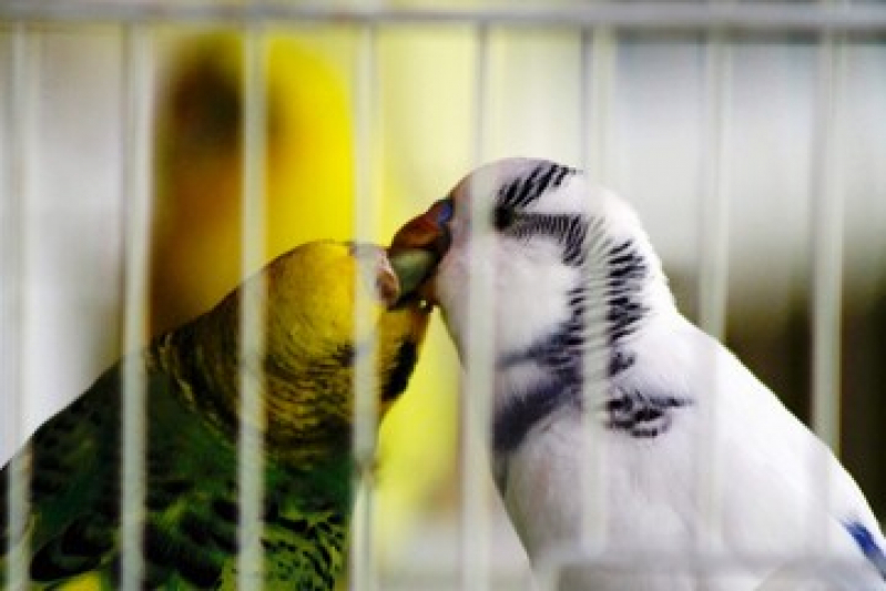 Exame de Sexagem para Calopsita Jardim Marina - Sexagem Aves