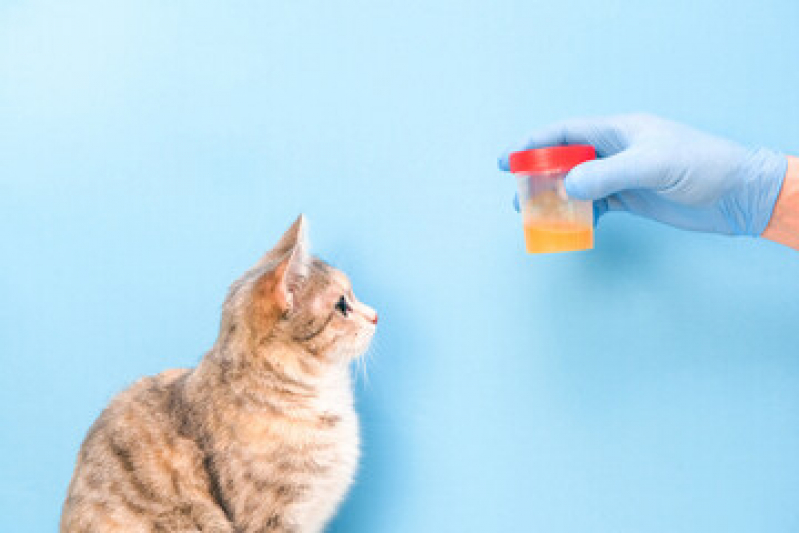 Exame de Urina Sedimentoscopia Agendar Marapé - Exame de Urinálise Animal