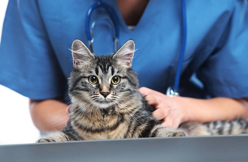 Exame Fiv Felv em Gato Clínica Boa Vista - Teste de Fiv e Felv para Gatos