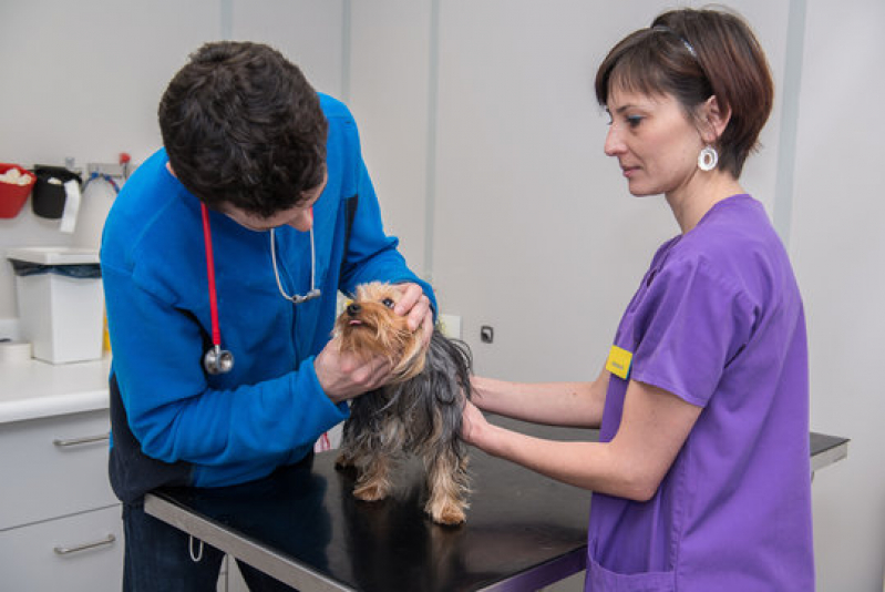 Exames Laboratoriais para Animais de Grande Porte Clínica Guilhermina - Exames Laboratoriais para Cachorro