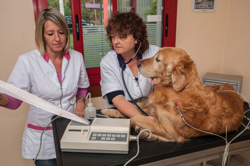 Exames Laboratoriais para Animais de Grande Porte Onde Faz Marapé - Exames Laboratoriais para Cachorro