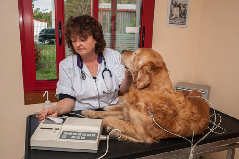 Exames Laboratoriais para Animais de Grande Porte Saboó - Exames Laboratoriais para Cães