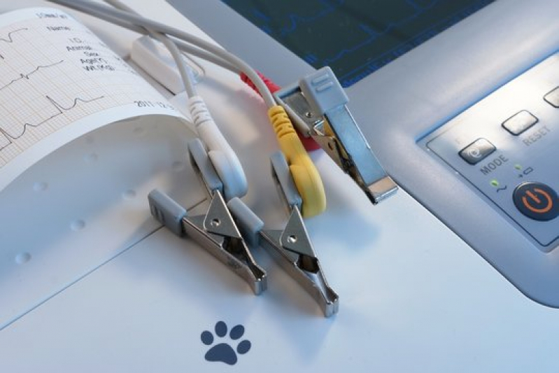 Exames Laboratoriais para Animais Silvestres Clínica Aviação - Exames Laboratoriais para Filhotes