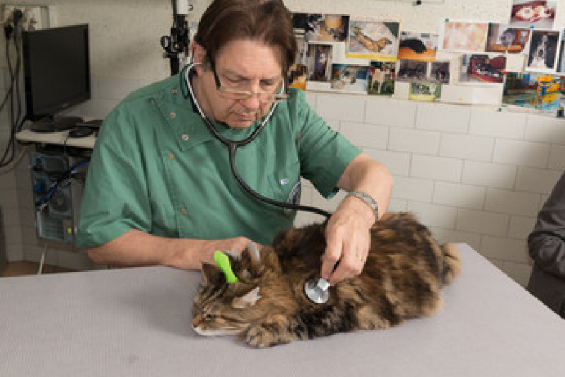 Exames Laboratoriais para Animais Silvestres Morro Santa Terezinha - Exames Laboratoriais para Animais de Grande Porte