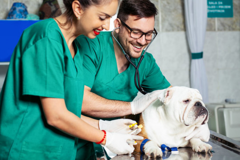 Exames Laboratoriais para Cachorro Cidade Ocian - Exames Laboratoriais para Animais de Grande Porte