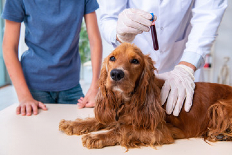 Hemograma e Pcr Marcar Centro  de  Mongaguá - Hemograma de Cachorro