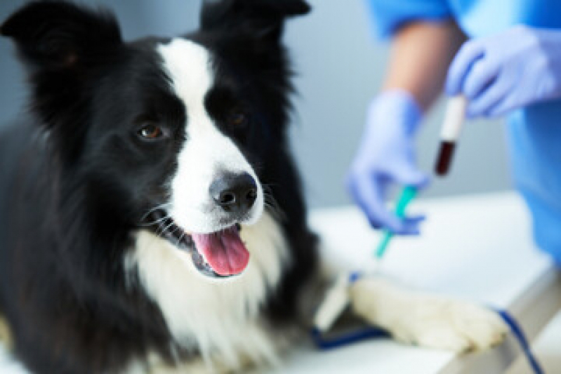 Hemograma para Animais Marcar Boqueirão - Hemograma de Cachorro