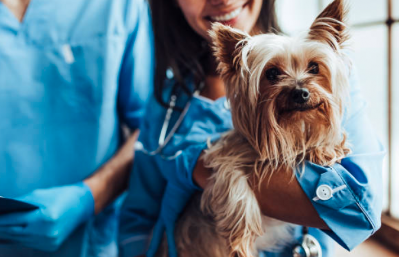 Hemograma para Cães Agendar VIla Cascatinha - Hemograma para Cachorro de Porte Pequeno