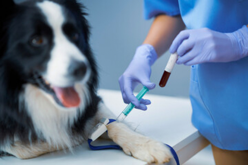 Hemograma Total Agendar Bom Retiro - Hemograma de Cachorro