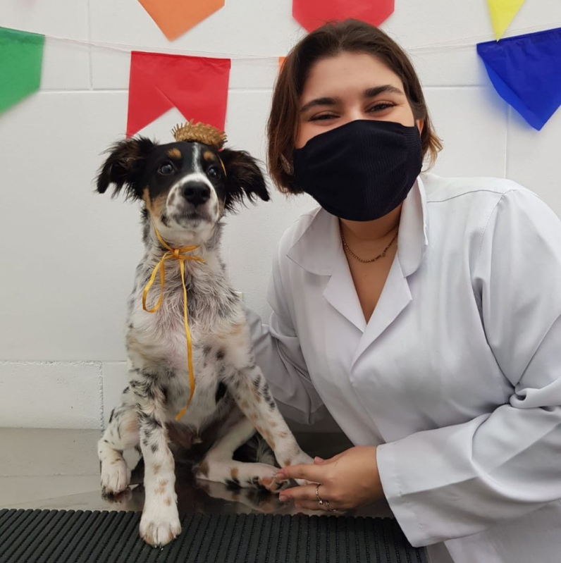 Laboratório de Exames para Animais Telefone Biquinha - Laboratório Veterinário Pet Praia Grande