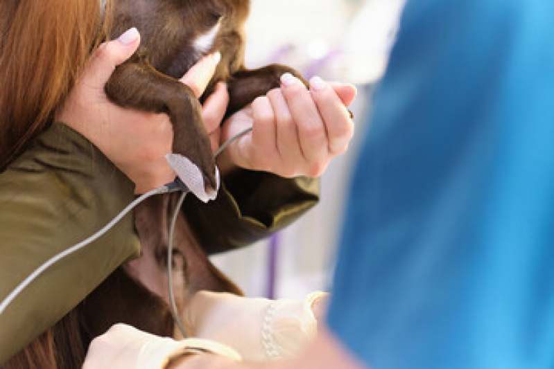 Laboratório para Exames Laboratoriais para Animais Silvestres Porto Valongo - Exames Laboratoriais para Cães
