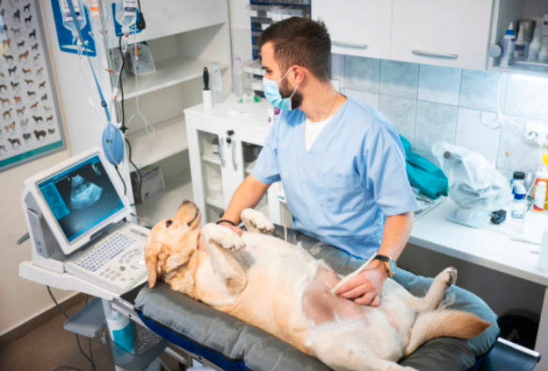 Laboratório para Exames Laboratoriais para Filhotes Vila Balneária - Exames Laboratoriais para Cachorro