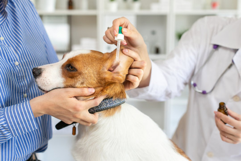Laboratório para Exames Laboratoriais para Gatos Boqueirão - Exames Laboratoriais para Cães