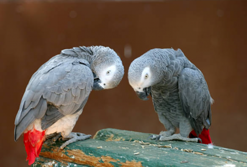 Laboratório para Sexagem Calopsita Exame Campo Grande - Sexagem em Papagaio