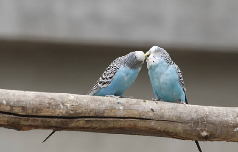 Laboratório para Sexagem em Aves Silvestre Morro Santa Terezinha - Sexagem em Pássaros