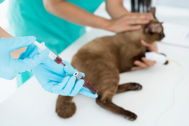 Laboratório Veterinário de Analises Clinicas Gonzaga - Laboratório Veterinário Exame de Fezes Animal