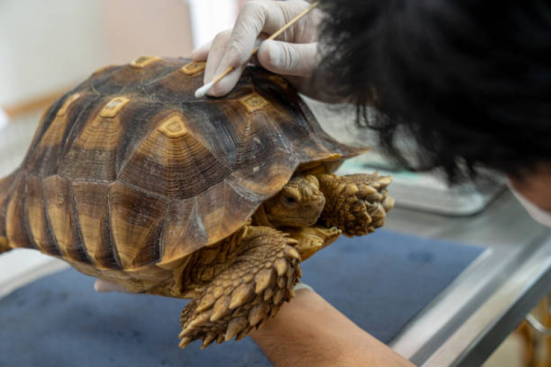 Laboratório Veterinário para Animais Silvestres Bom Retiro - Laboratório Veterinário Exame de Fezes Animal