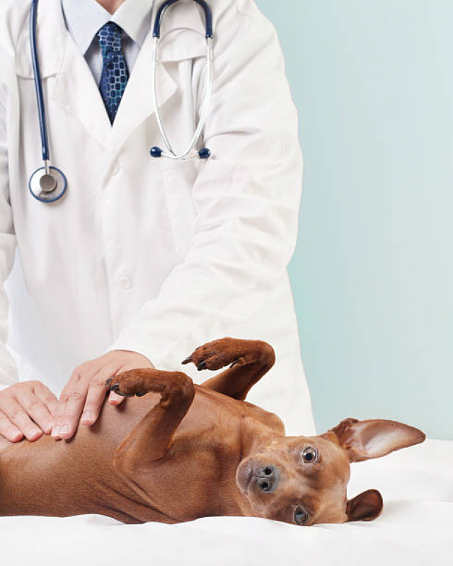 Onde Faz Cálculo Urinário Cães Morro Caneleira - Cálculo Urinário para Cães Tratamento