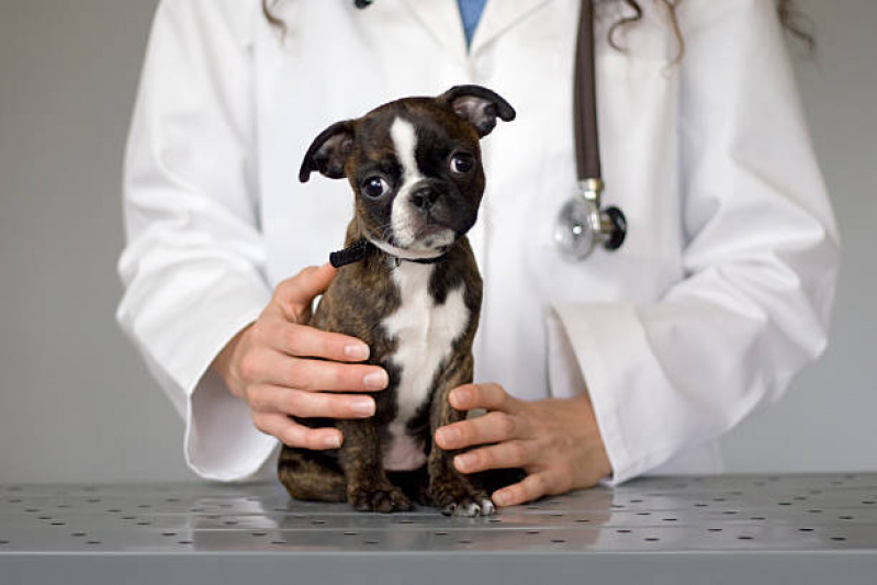 Onde Faz Cálculo Urinário em Cães Tratamento Maracanã - Cálculo Urinário para Cães