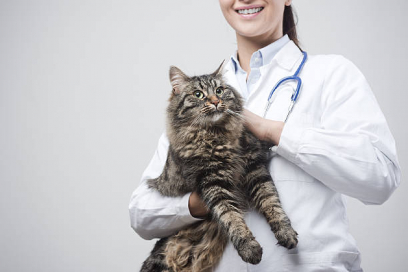 Onde Faz Cálculo Urinário em Gatos Tratamento Guilhermina - Cálculo Urinário para Gatos Tratamento