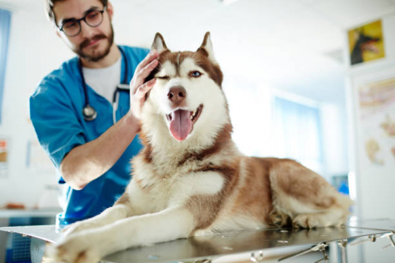 Onde Faz Cálculo Urinário para Gatos Tratamento Bom Retiro - Cálculo Urinário em Cães