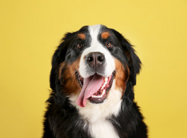 Onde Fazer Exame Citologia Oncótica Mirim - Exame de Citologia em Cães