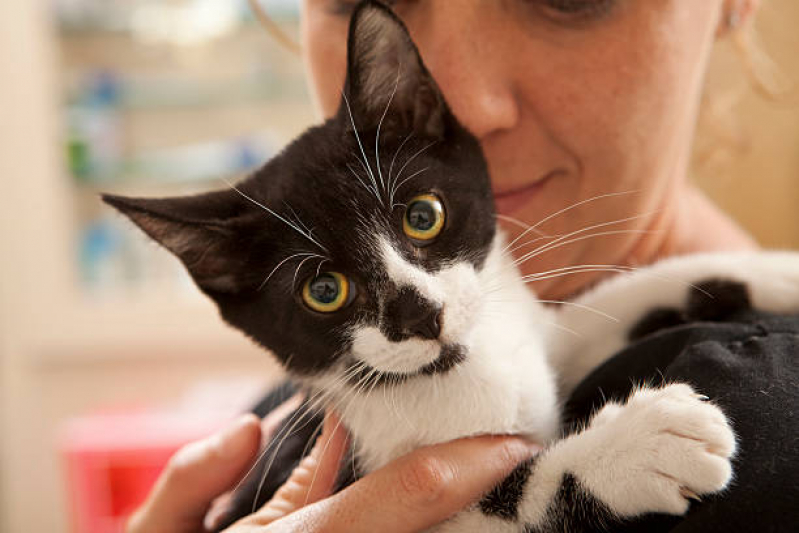Onde Fazer Exame de Sangue para Gatos Flórida - Exame de Sangue Hemograma Completo Animal