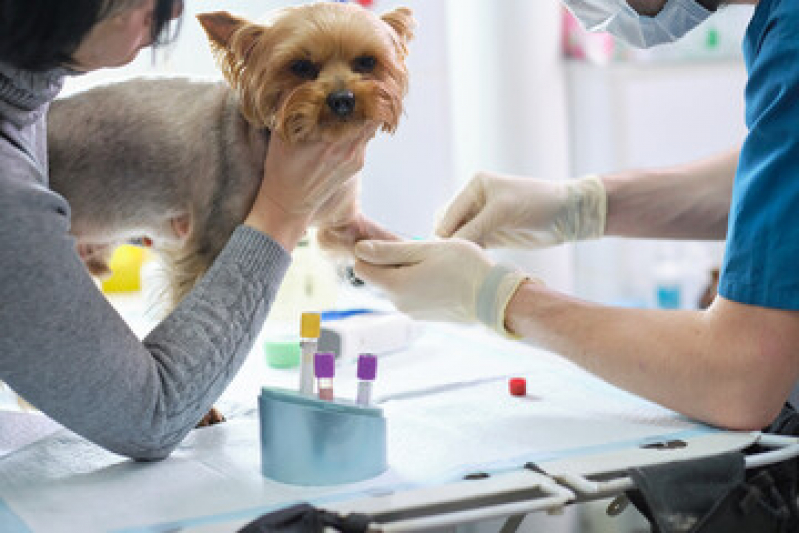 Onde Fazer Hemograma de Cachorro Nova Itanhaém - Hemograma Completo Normal