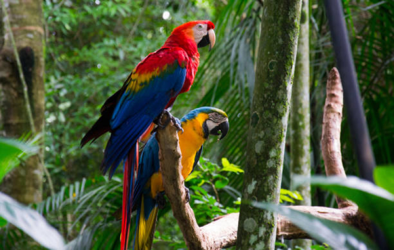 Onde Tem Clínicas Veterinária para Papagaio Jamaica - Clínicas Veterinária para Aves