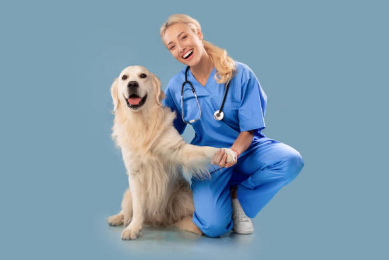 Preço de Cálculo Urinário para Cães Voturua - Cálculo Urinário em Gatos