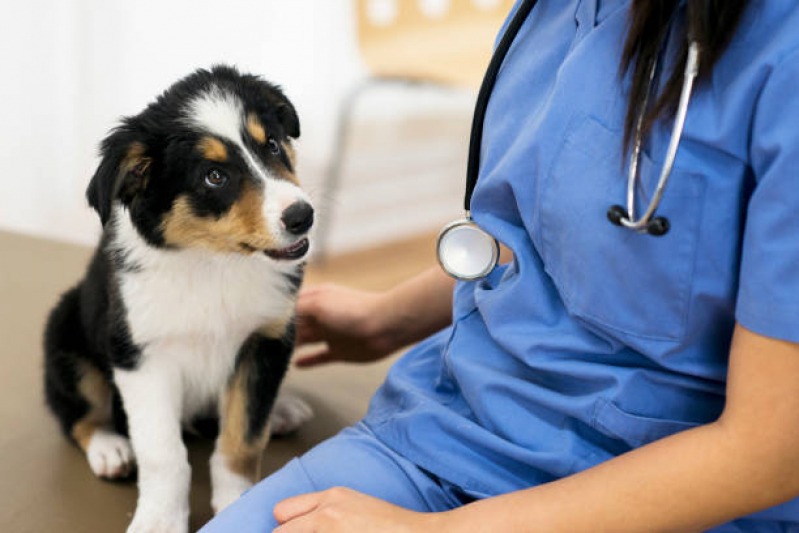 Preço de Cálculo Urinário para Gatos Tratamento Maracanã - Cálculo Urinário para Cães