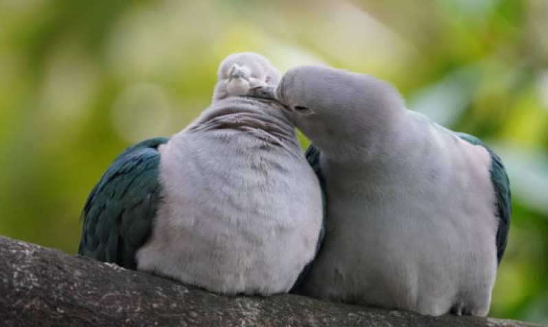 Sexagem Calopsita Exame Onde Fazer Vila Matias - Sexagem em Aves Silvestre