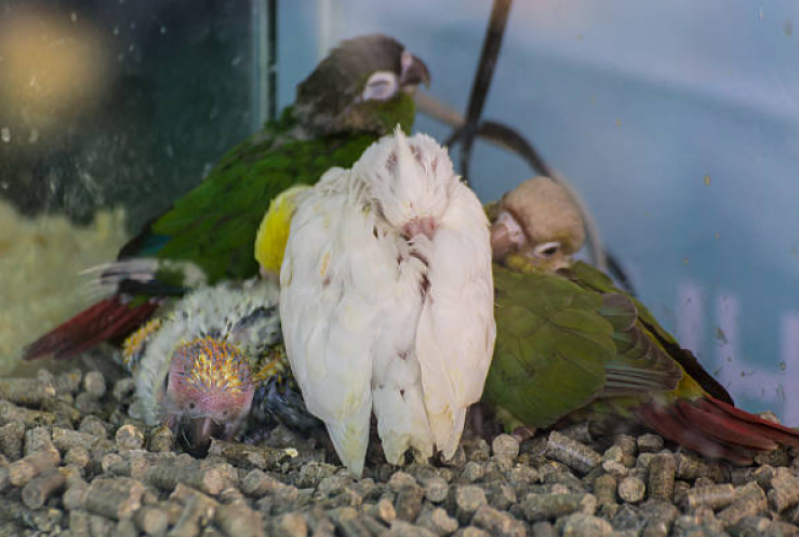 Sexagem Calopsita Exame Centro  de São Vicente - Sexagem Pássaros