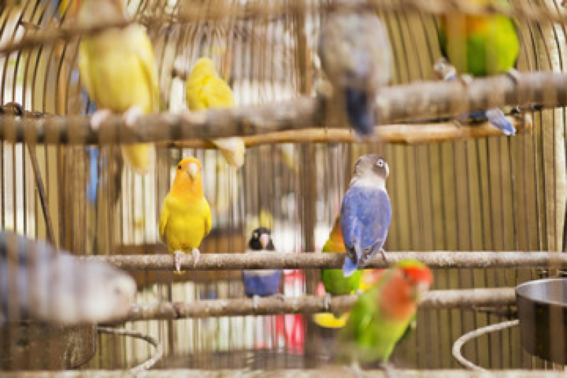 Sexagem de Aves por Dna Caruara - Sexagem em Calopsita