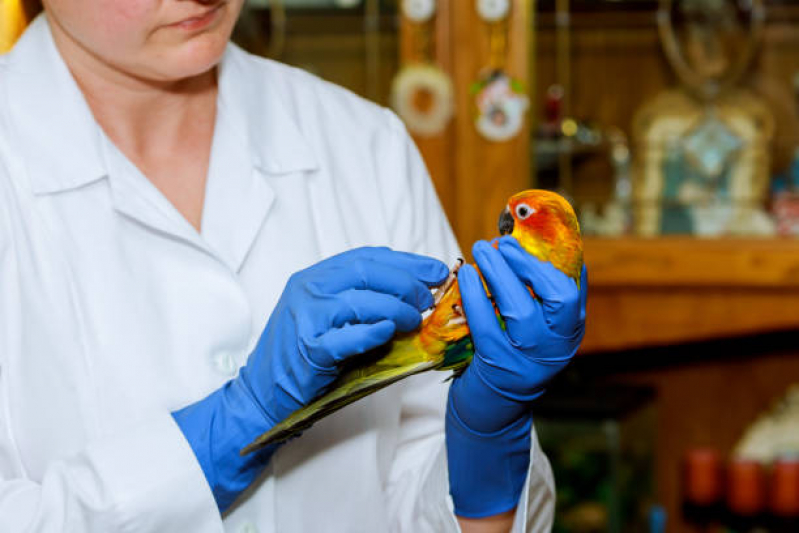 Sexagem de Papagaio Valores Vila Maia - Sexagem de Aves por Dna