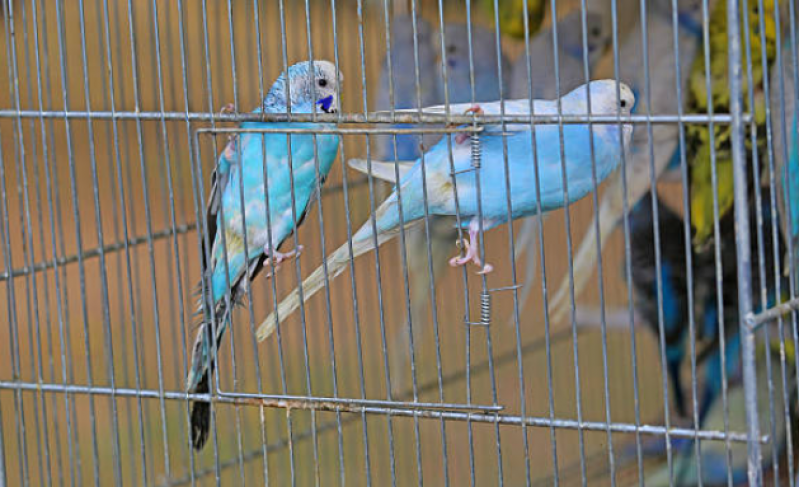 Sexagem de Passarinho Onde Fazer Caiçara - Sexagem em Papagaio
