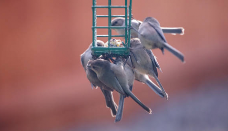 Sexagem em Aves Silvestre Onde Faz Vila São Paulo - Sexagem Pássaros