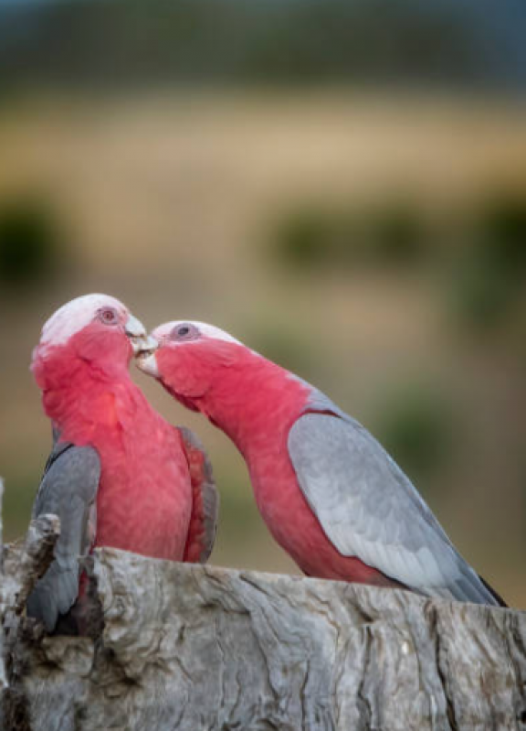 Sexagem em Aves Silvestre Guilhermina - Sexagem em Papagaio