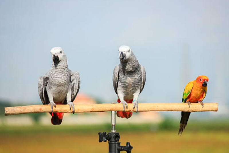 Sexagem em Pássaros Onde Faz Rádio Clube - Sexagem Calopsita Exame