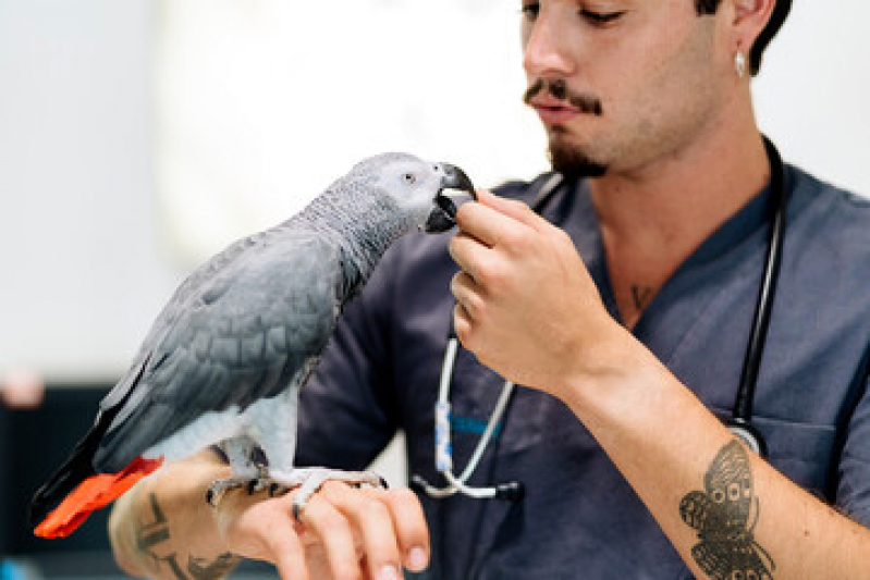 Sexagem para Aves Belas Artes - Sexagem de Papagaio