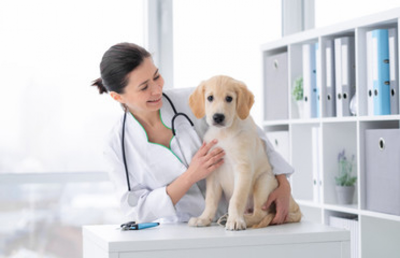 Telefone de Clínica de Exame para Cão Monte Serrat - Clínica para Saúde Animal