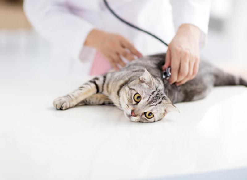 Telefone de Clínica para Exame de Fezes Gato Embaré - Clínica para Saúde Animal
