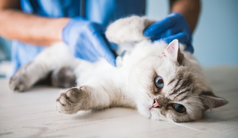 Telefone de Clínica para Gatos Mosteiro - Clínicas para Animais Exóticos