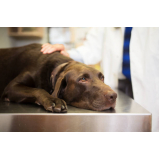 cálculo urinário em cães tratamento preço Gonzaga