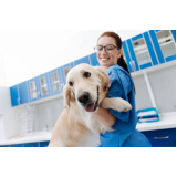 cálculo urinário em cães tratamento valores Solemar