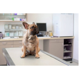 cálculo urinário em cães tratamento Santos