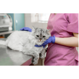 cálculo urinário em gatos tratamento valores Paecara